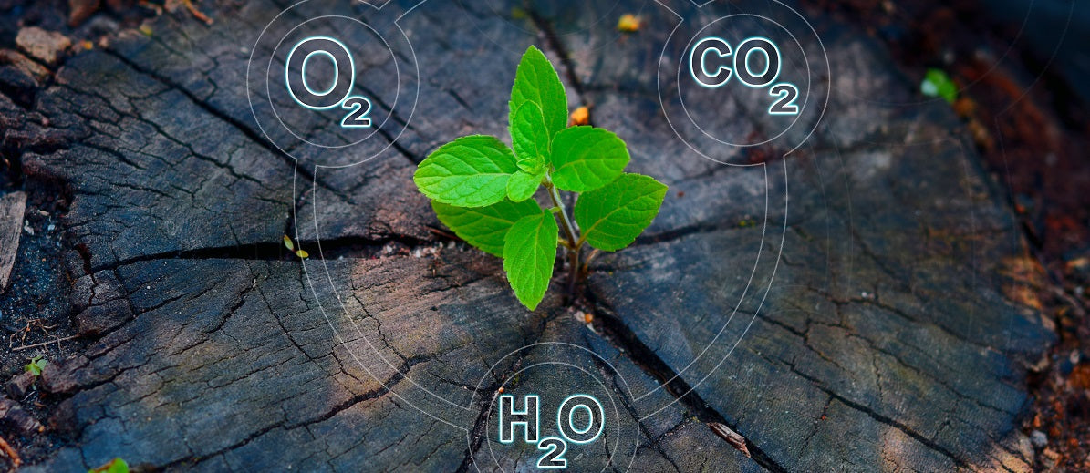 Respiration in Plants