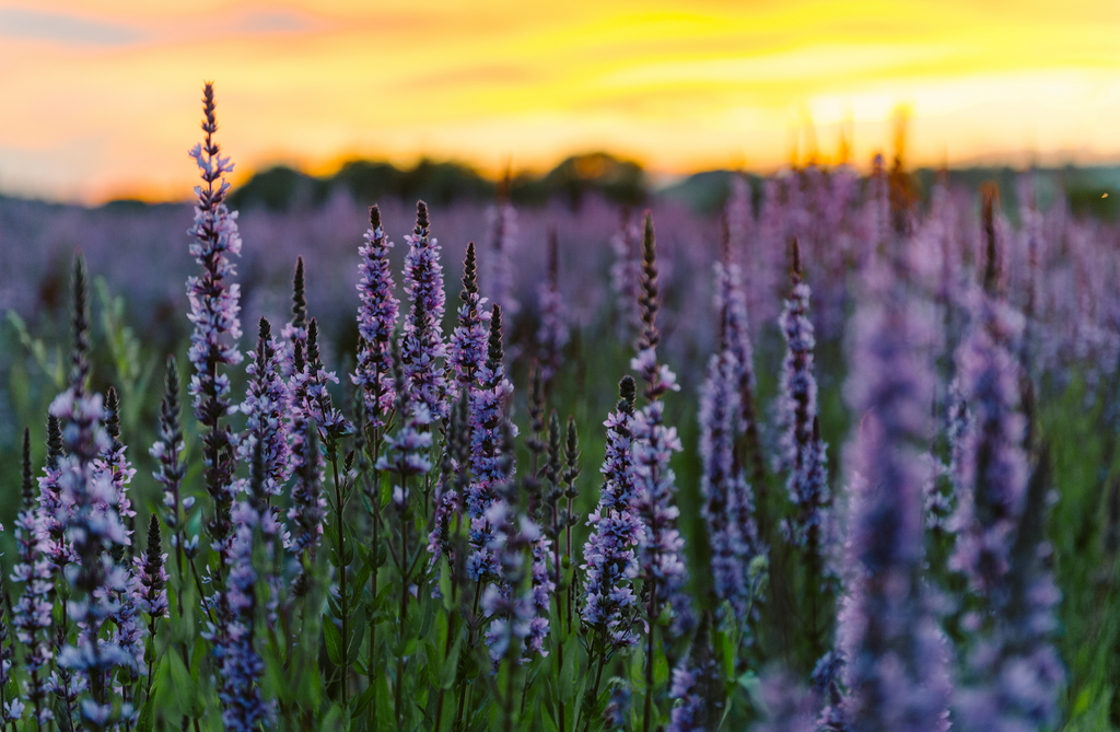 English Lavender vs. French Lavender: What Are the Differences?