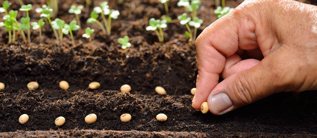Sexual (Seed) Propagation
