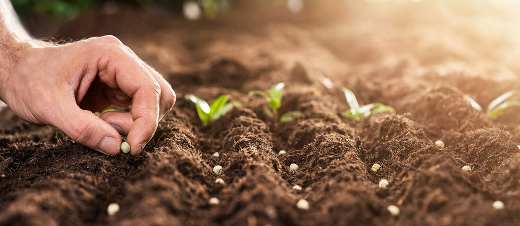 Sowing or Starting Seeds