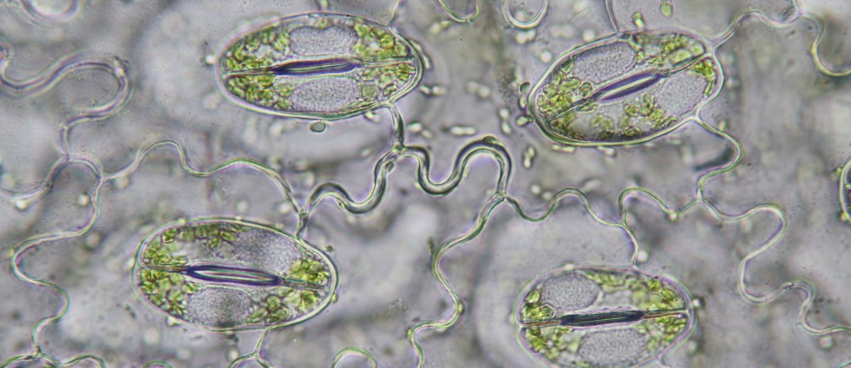 Transpiration in Plants