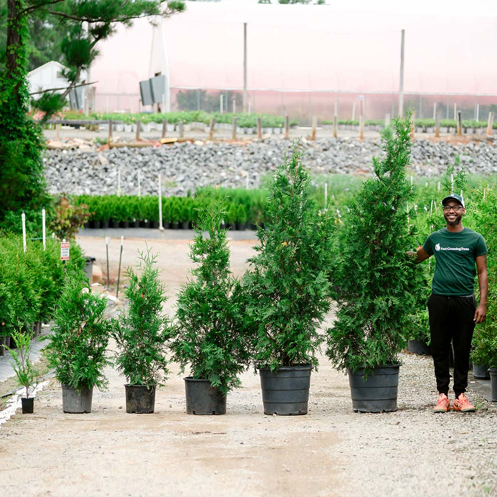 Evergreen Tree Care Guide—Arborvitae and Cypress Trees
