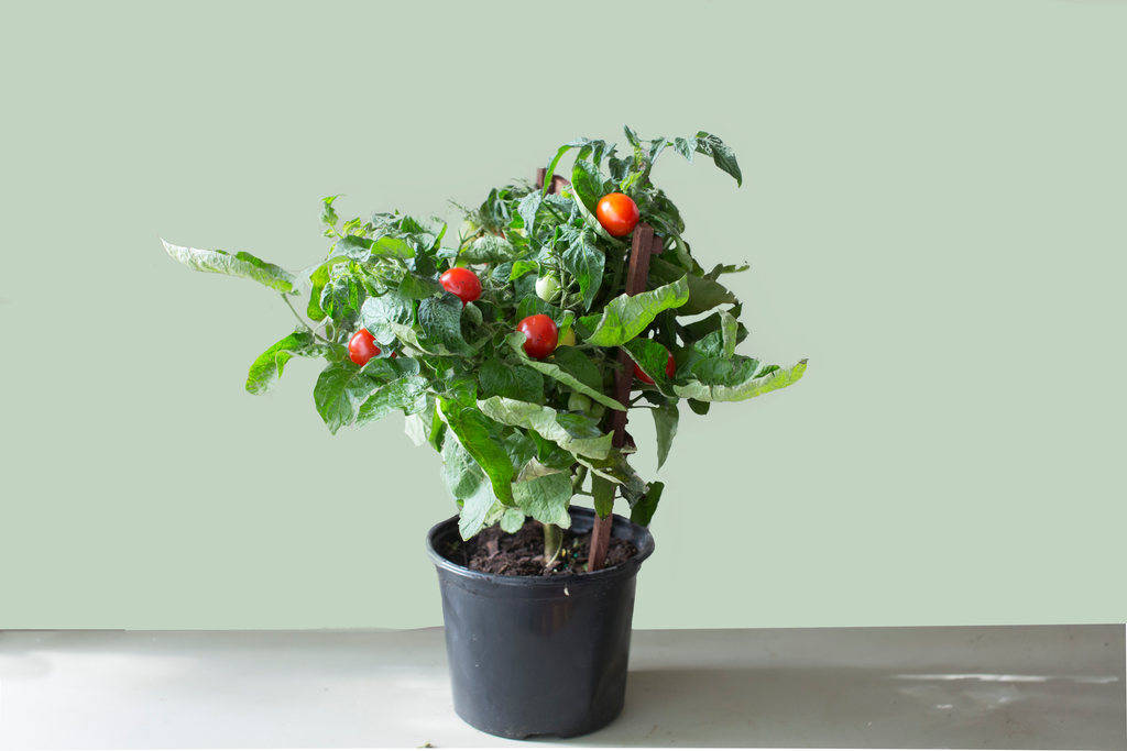 Planting & Care Guide: Vegetables