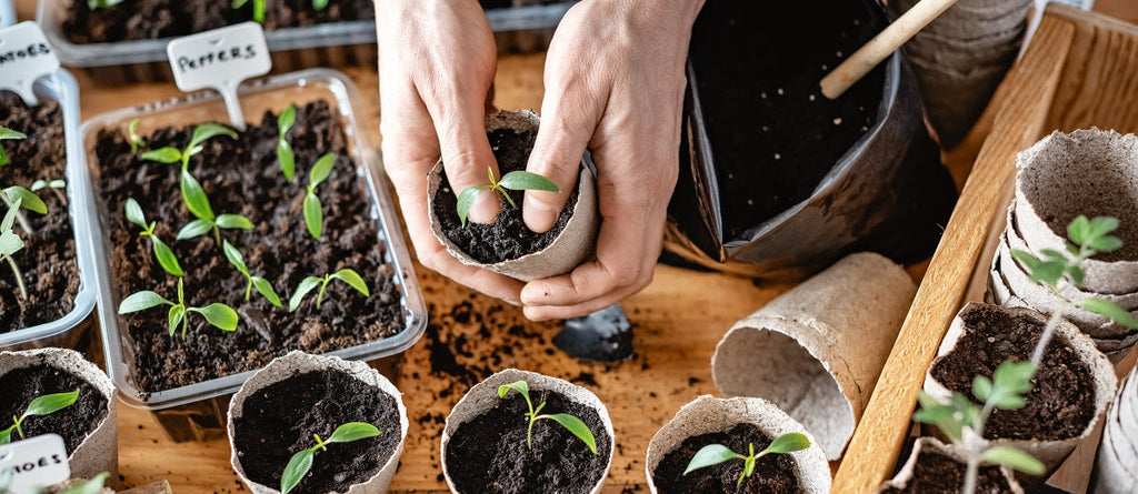 How to Handle and Transplant Seedlings