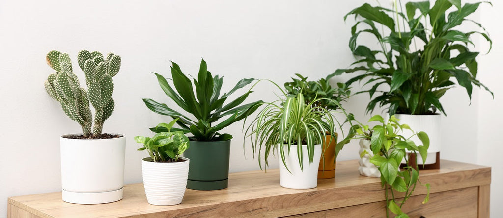 How Are Plants Classified?