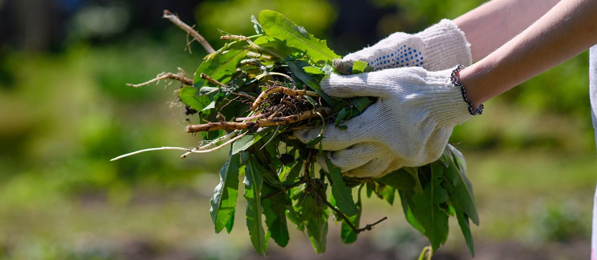 Controlling Weeds