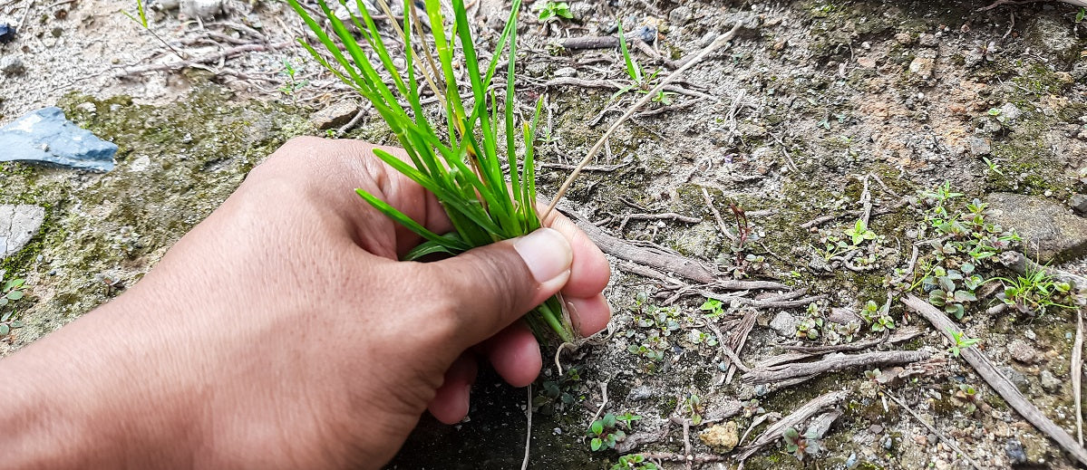 Weed Management
