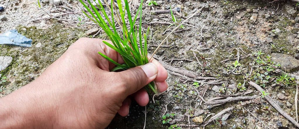 Weed Management
