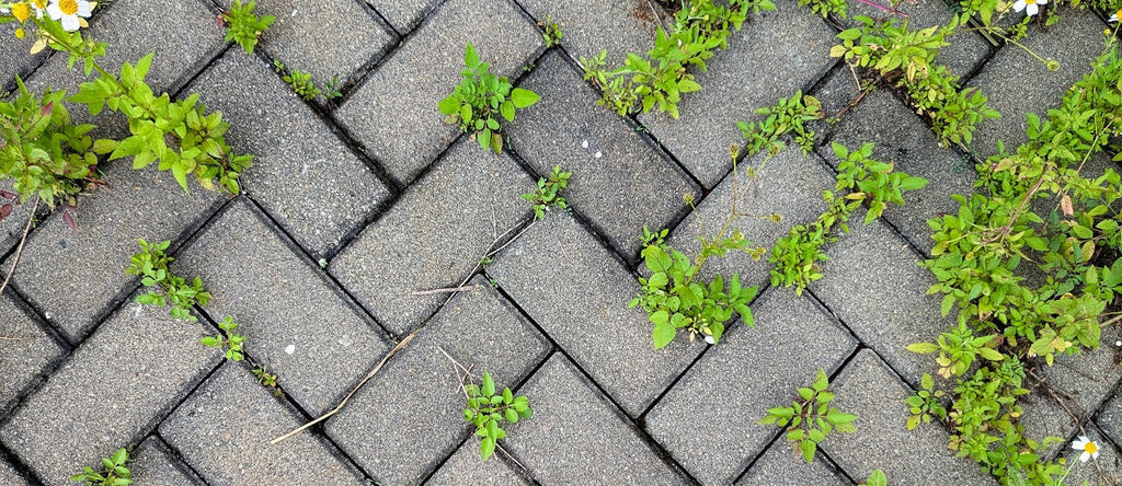 Weed Ecology