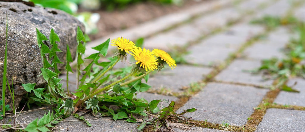 How Weeds are Classified