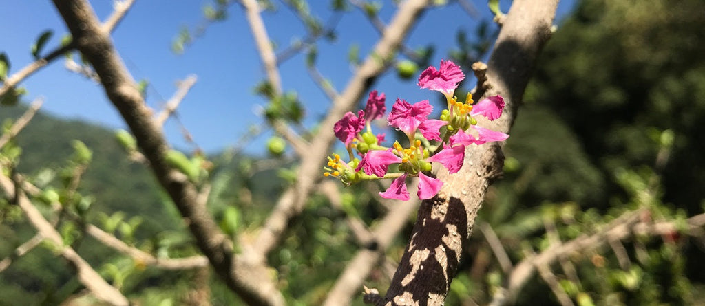 Crepe Myrtle Pruning – Why, When, and How to do It