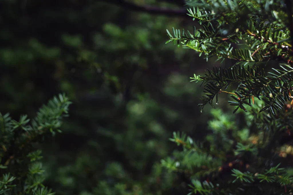 How to Plant Privacy Trees: Spacing, Care, and Choosing the Right Trees