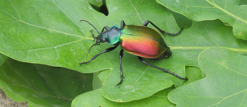 Insect Anatomy: Parts of an Insect