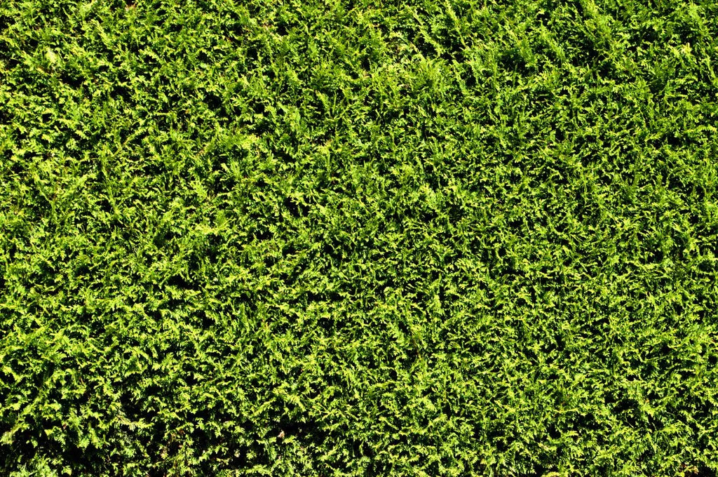 Privacy Trees: Medium Size Must-Haves