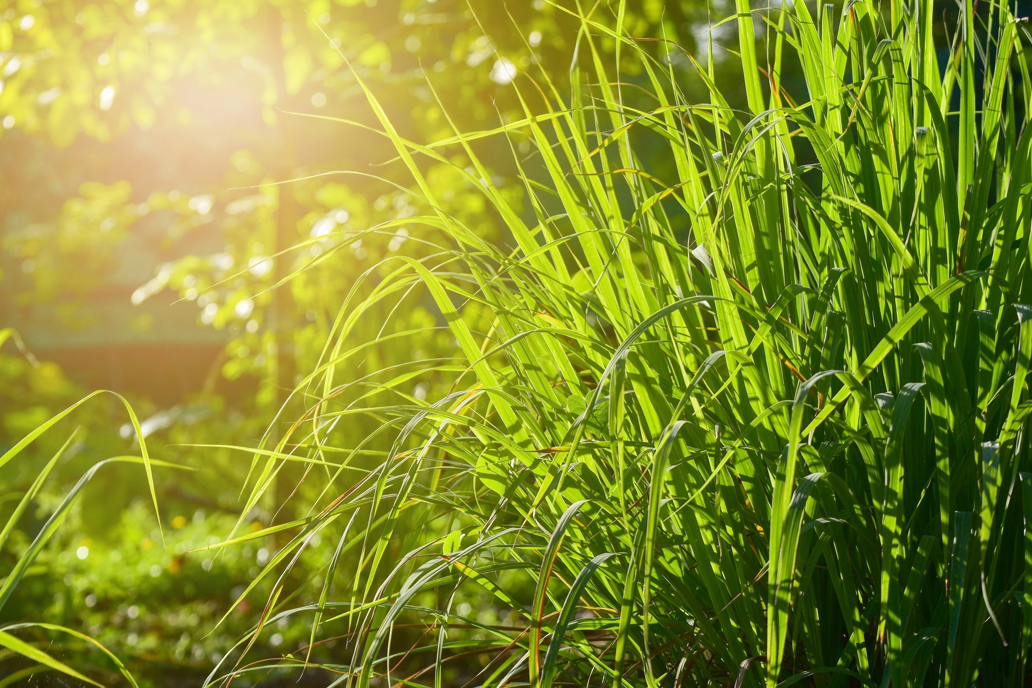 Repel Mosquitoes Naturally: Top 6 Bug-Repellent Plants