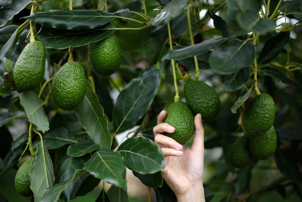 From Tree to Table: How to Harvest and Use 4 Popular Fruit Tree Varieties