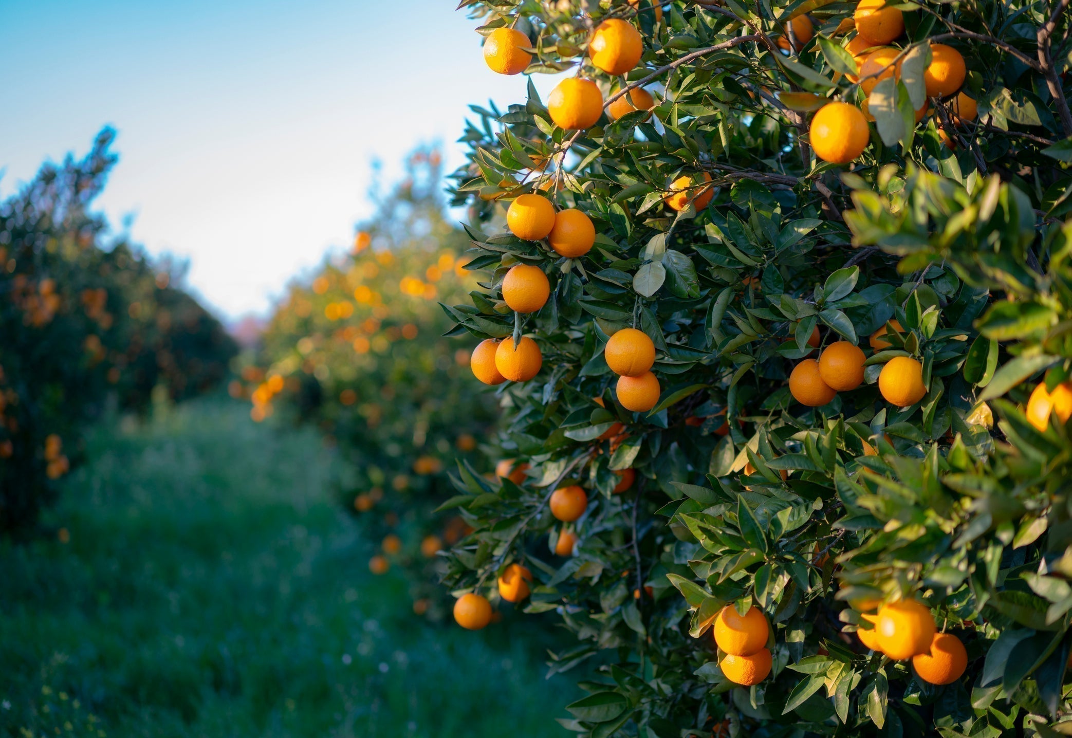 Planting & Care Guide: Fruit Trees