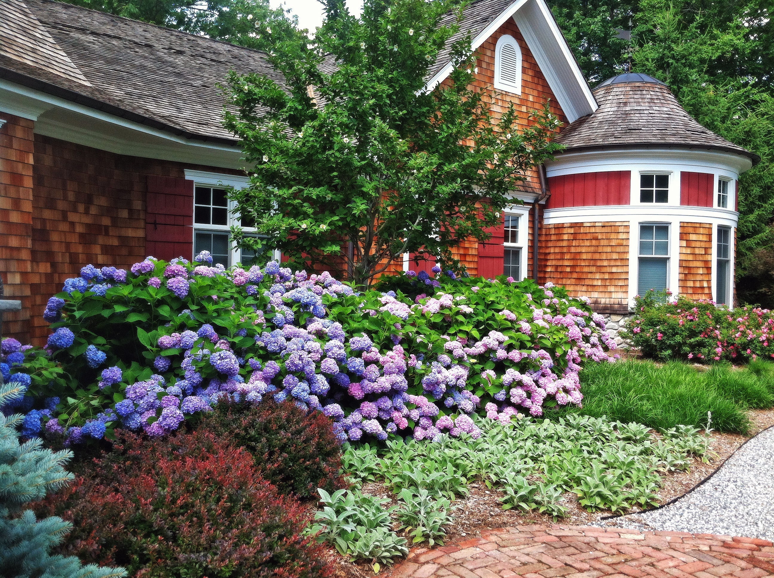 Hydrangeas: The Complete Guide for Months of Blooms