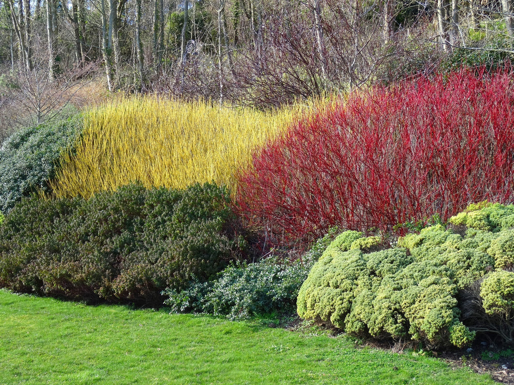 Ask a Master Gardener: Adding Color to Your Winter Garden