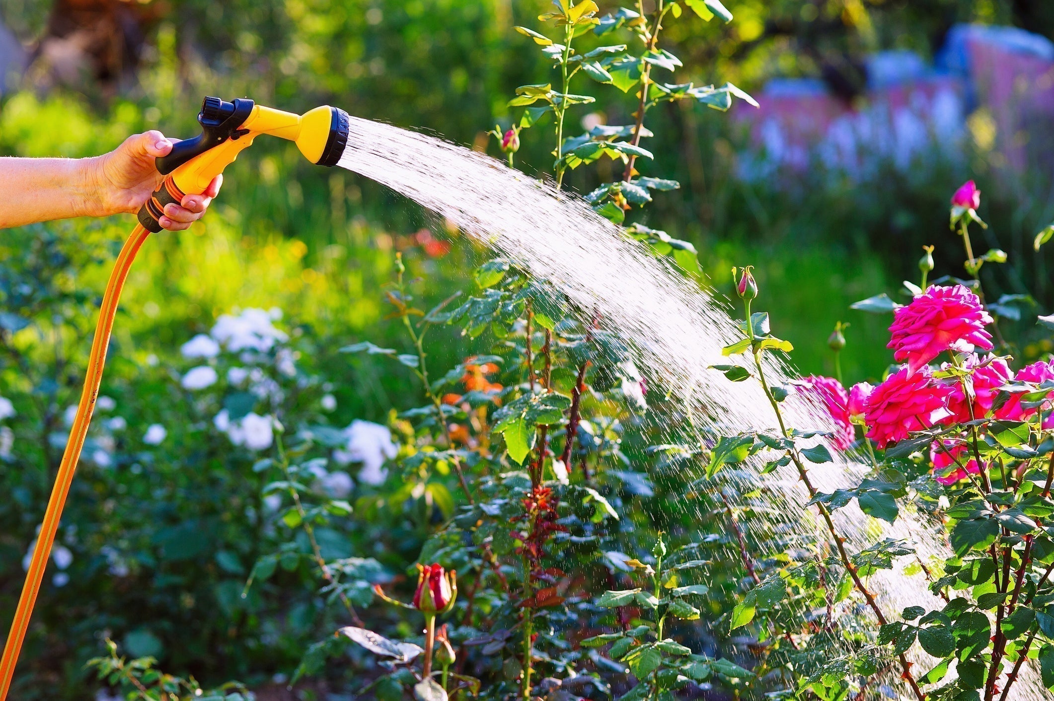 Summer Planting Hub: How to Help New Trees, Shrubs & Perennials Thrive