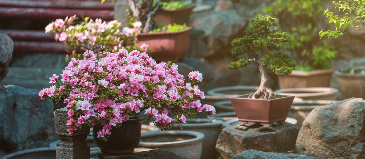9 Best Plants for a Japanese Garden
