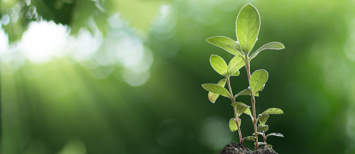 How Light Affects Plant Growth – What You Need to Know