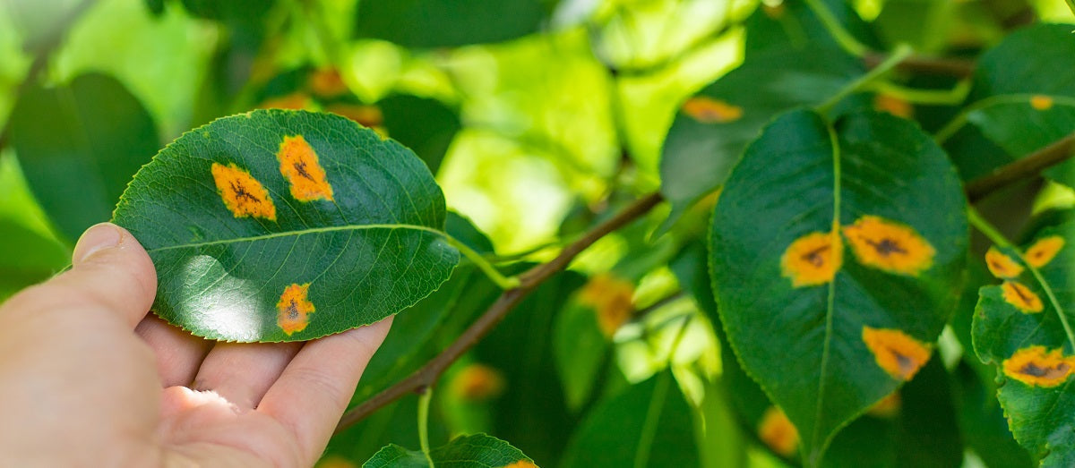 Management of Plant Disease