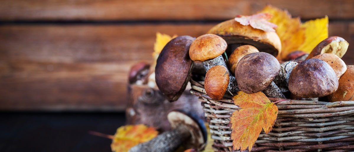 Mushroom Compost – What it is, and How to Use it