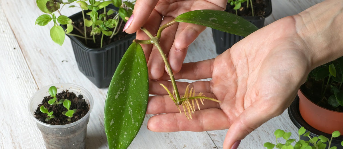 Asexual or Vegetative Propagation