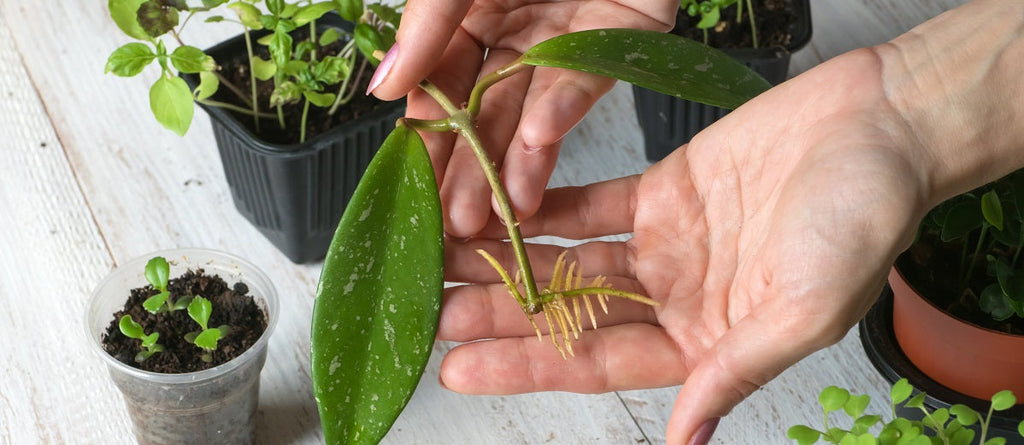 Asexual or Vegetative Propagation