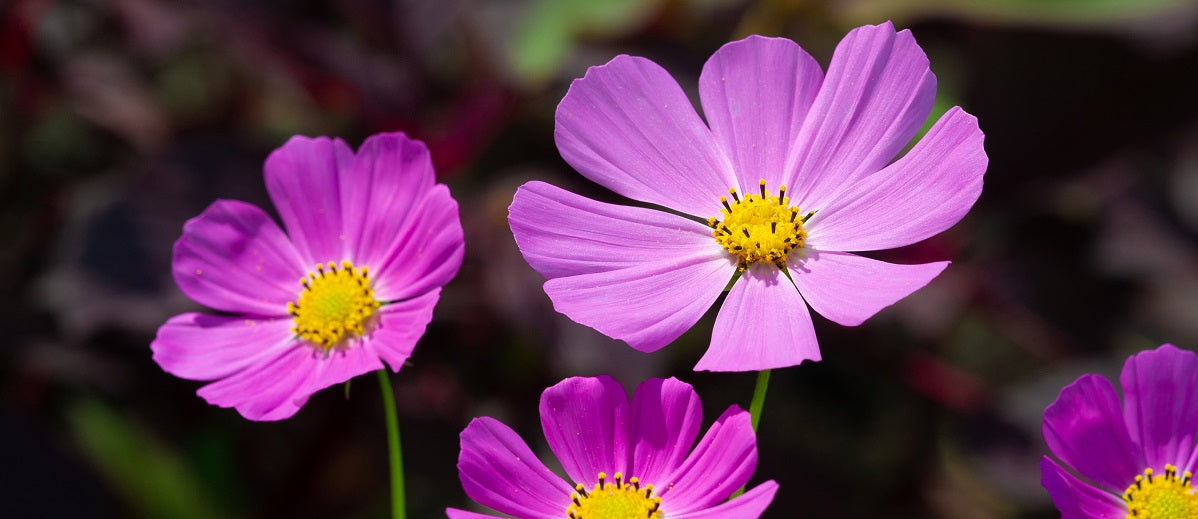 Flowers of Plants