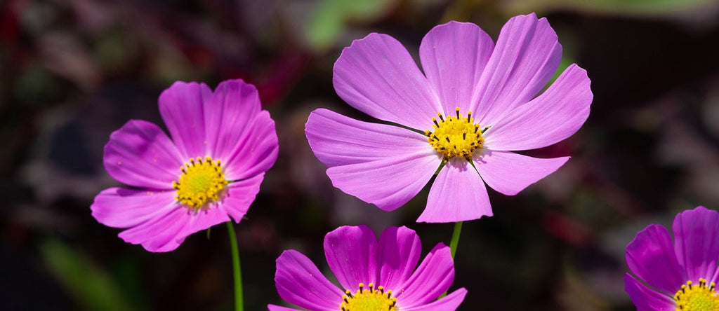 Flowers of Plants