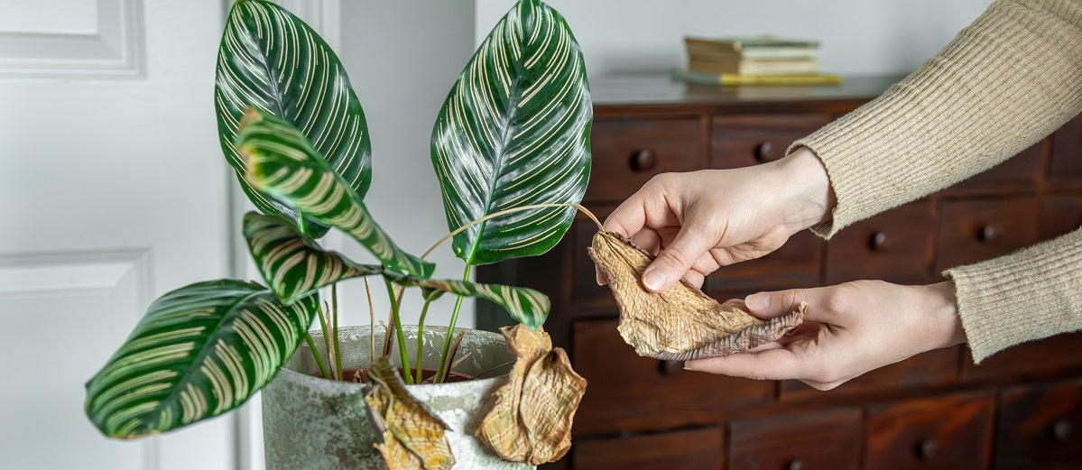 Plant Pathology: Diseases in Plants