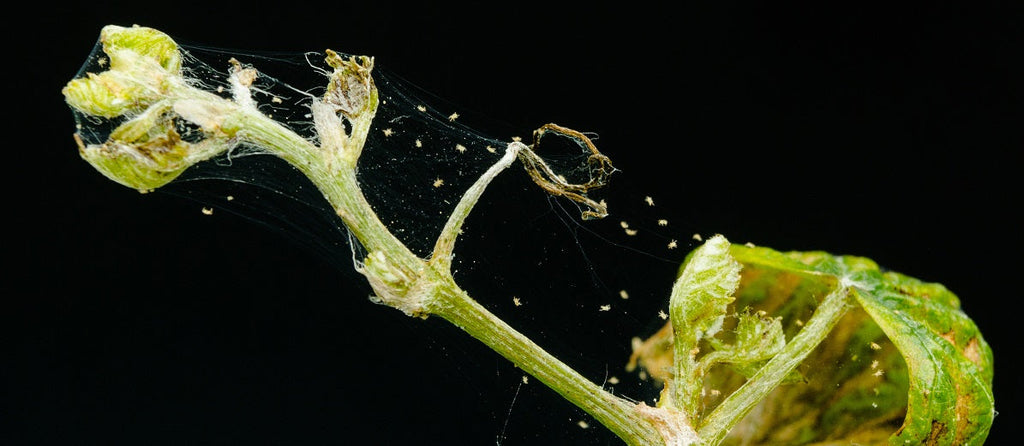 All about Spider Mites and How to Get Rid of Them