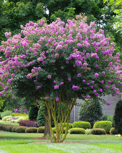 Flowering Trees hero image