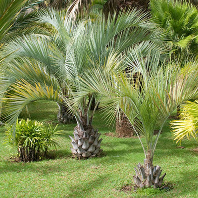 Palm Trees hero image