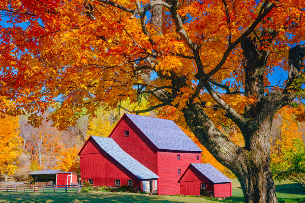 Shade Trees image