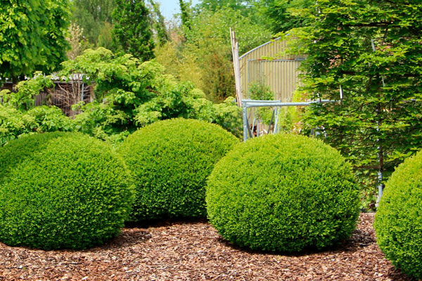 Shrubs image