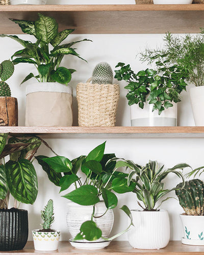 Indoor Plants & Trees hero image