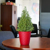 Lavender Cone in Red Luxe Pot