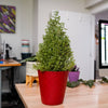 Lavender Cone in Red Luxe Pot