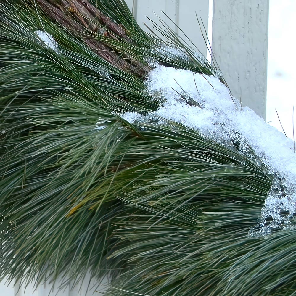White Pine Garland