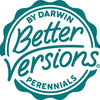 Better Versions® Snowsation™ Candytuft Plant