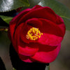 Greensboro Red Camellia Shrub