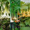 Multicolor Angel Trumpet Tree