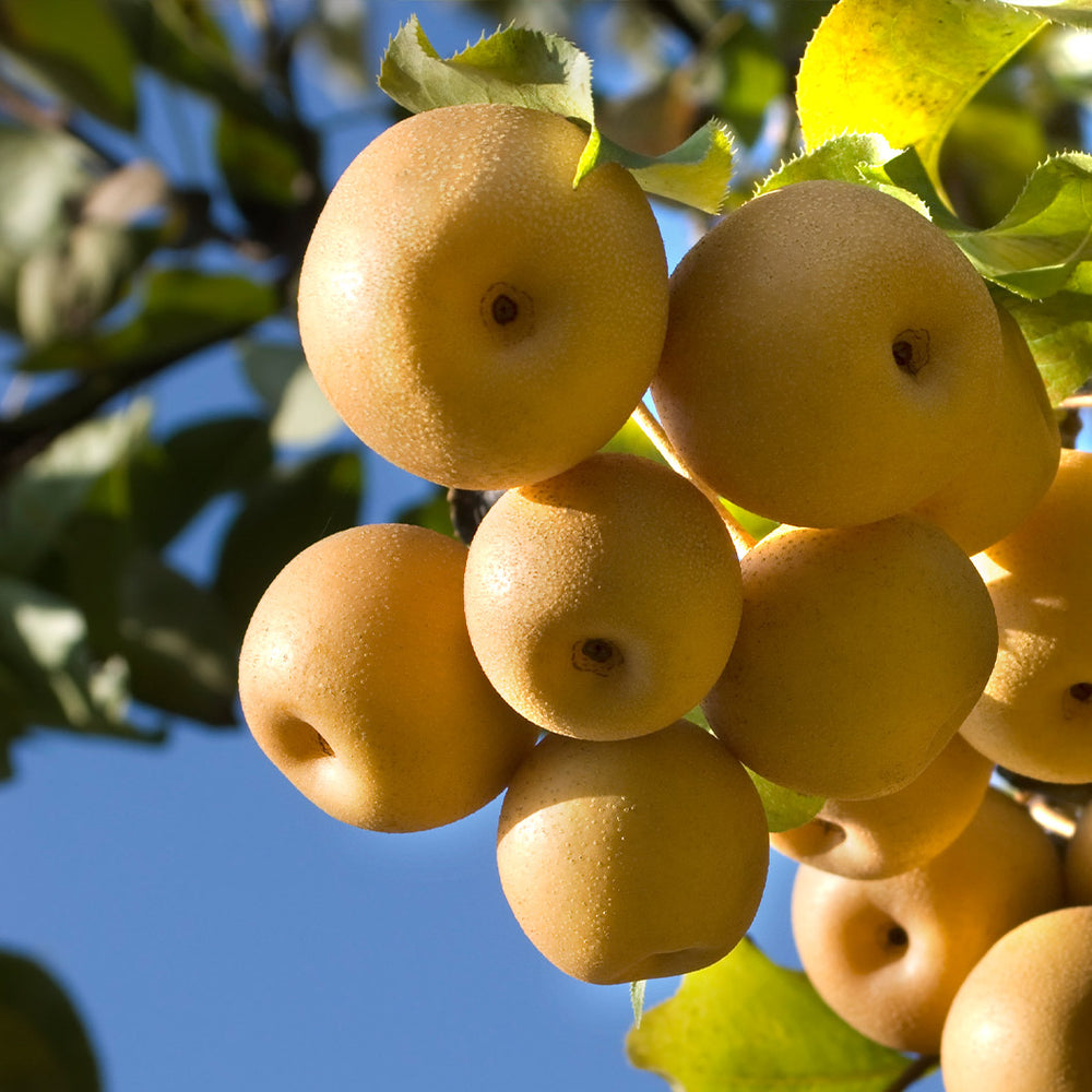 4-in-1 Asian Pear Tree