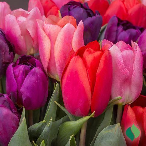 Berry Mix Tulip Bulbs