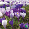 Blue Moon Mix Crocus Bulbs