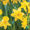 Dutch Master Daffodil Bulbs