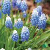 Delft Blue Mix Grape Hyacinth Bulbs